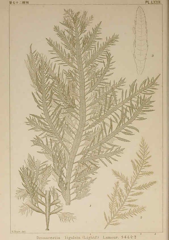 Reproducción/Reproduction 6049917449: Icones of Japanese algae. v.2 Tokyo,Kazamashobo[1907-1942] 