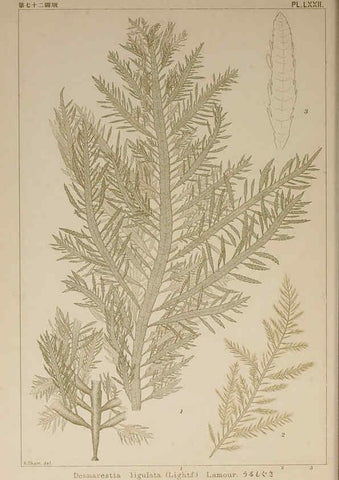 Reproducción/Reproduction 6049917449: Icones of Japanese algae. v.2 Tokyo,Kazamashobo[1907-1942] 