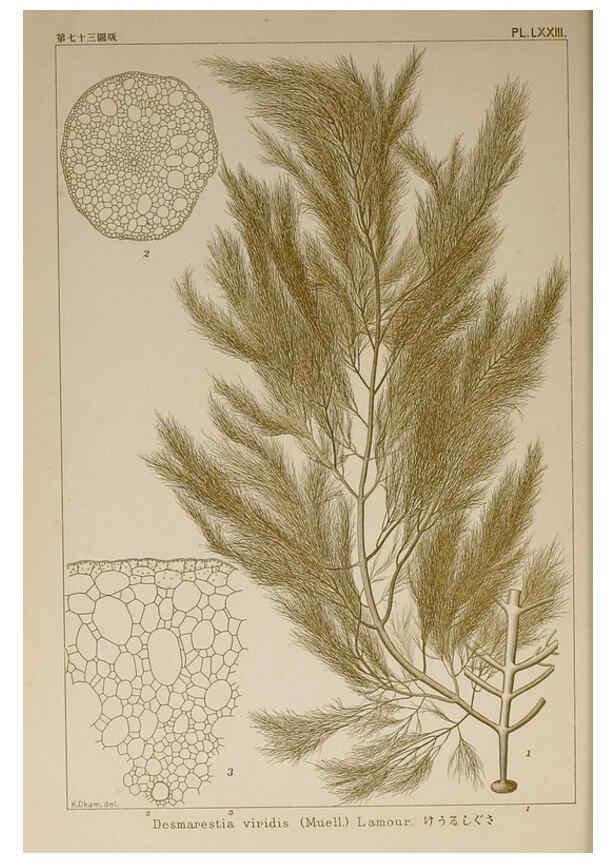 Reproducción/Reproduction 6049917801: Icones of Japanese algae. v.2 Tokyo,Kazamashobo[1907-1942] 