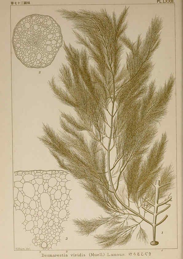 Reproducción/Reproduction 6049917801: Icones of Japanese algae. v.2 Tokyo,Kazamashobo[1907-1942] 