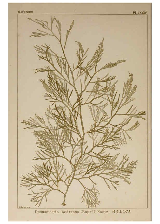 Reproducción/Reproduction 6050470298: Icones of Japanese algae. v.2 Tokyo,Kazamashobo[1907-1942] 
