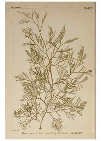 Reproducción/Reproduction 6050470298: Icones of Japanese algae. v.2 Tokyo,Kazamashobo[1907-1942] 