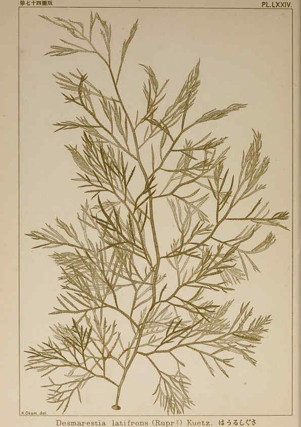 Reproducción/Reproduction 6050470298: Icones of Japanese algae. v.2 Tokyo,Kazamashobo[1907-1942] 