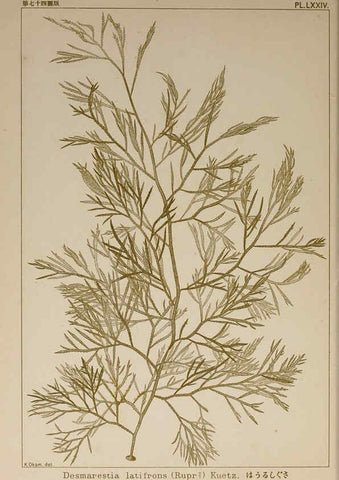 Reproducción/Reproduction 6050470298: Icones of Japanese algae. v.2 Tokyo,Kazamashobo[1907-1942] 