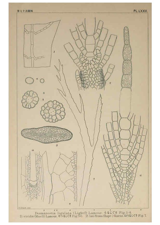 Reproducción/Reproduction 6049918313: Icones of Japanese algae. v.2 Tokyo,Kazamashobo[1907-1942] 