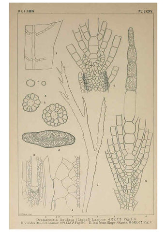 Reproducción/Reproduction 6049918313: Icones of Japanese algae. v.2 Tokyo,Kazamashobo[1907-1942] 