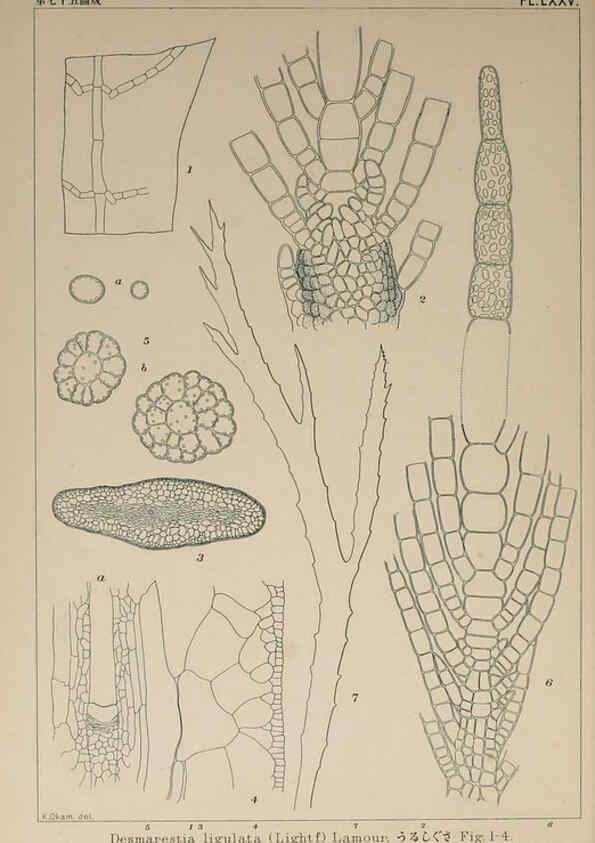 Reproducción/Reproduction 6049918313: Icones of Japanese algae. v.2 Tokyo,Kazamashobo[1907-1942] 