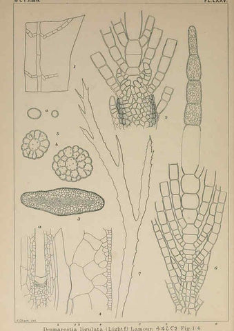 Reproducción/Reproduction 6049918313: Icones of Japanese algae. v.2 Tokyo,Kazamashobo[1907-1942] 