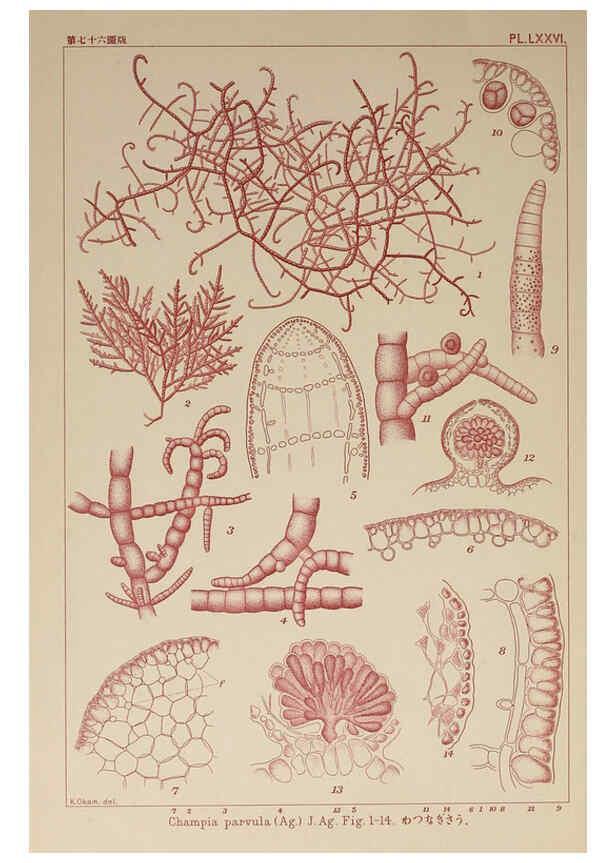 Reproducción/Reproduction 6049918713: Icones of Japanese algae. v.2 Tokyo,Kazamashobo[1907-1942] 