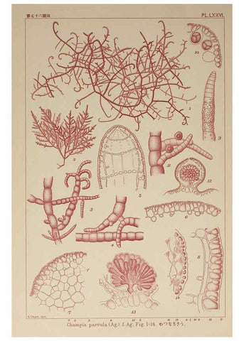 Reproducción/Reproduction 6049918713: Icones of Japanese algae. v.2 Tokyo,Kazamashobo[1907-1942] 