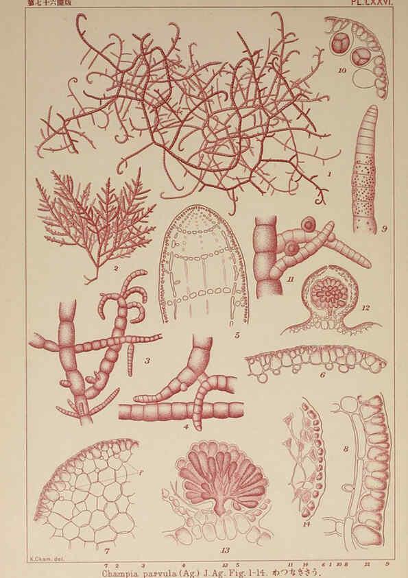 Reproducción/Reproduction 6049918713: Icones of Japanese algae. v.2 Tokyo,Kazamashobo[1907-1942] 