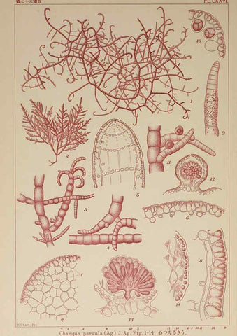 Reproducción/Reproduction 6049918713: Icones of Japanese algae. v.2 Tokyo,Kazamashobo[1907-1942] 