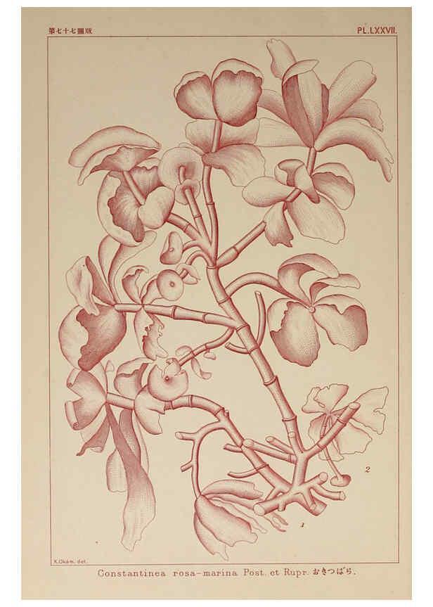 Reproducción/Reproduction 6049919045: Icones of Japanese algae. v.2 Tokyo,Kazamashobo[1907-1942] 
