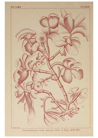 Reproducción/Reproduction 6049919045: Icones of Japanese algae. v.2 Tokyo,Kazamashobo[1907-1942] 