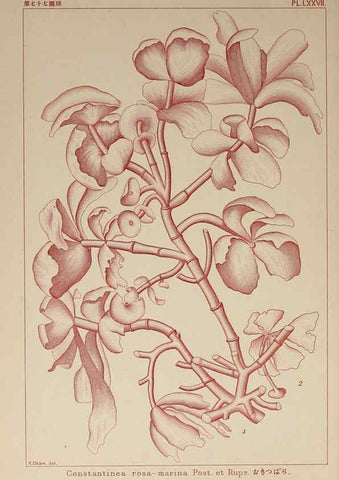 Reproducción/Reproduction 6049919045: Icones of Japanese algae. v.2 Tokyo,Kazamashobo[1907-1942] 