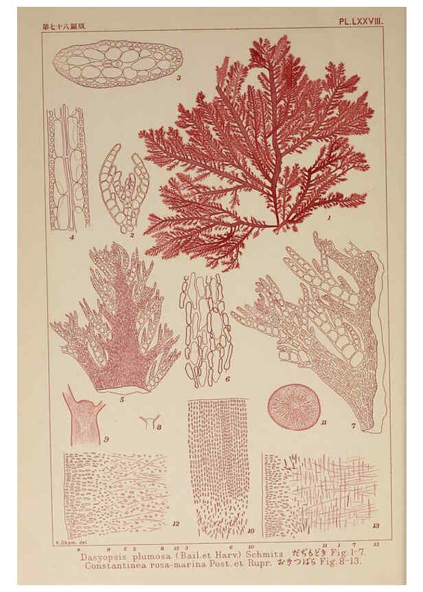Reproducción/Reproduction 6050471782: Icones of Japanese algae. v.2 Tokyo,Kazamashobo[1907-1942] 