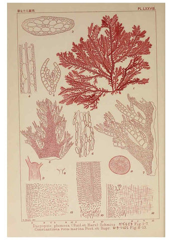 Reproducción/Reproduction 6050471782: Icones of Japanese algae. v.2 Tokyo,Kazamashobo[1907-1942] 