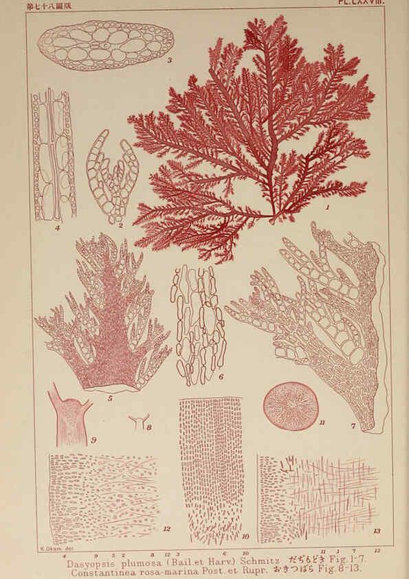 Reproducción/Reproduction 6050471782: Icones of Japanese algae. v.2 Tokyo,Kazamashobo[1907-1942] 