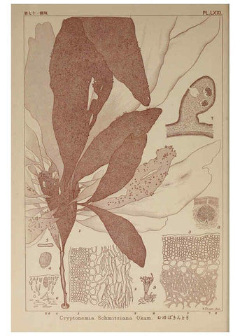 Reproducción/Reproduction 6049917059: Icones of Japanese algae. v.2 Tokyo,Kazamashobo[1907-1942] 