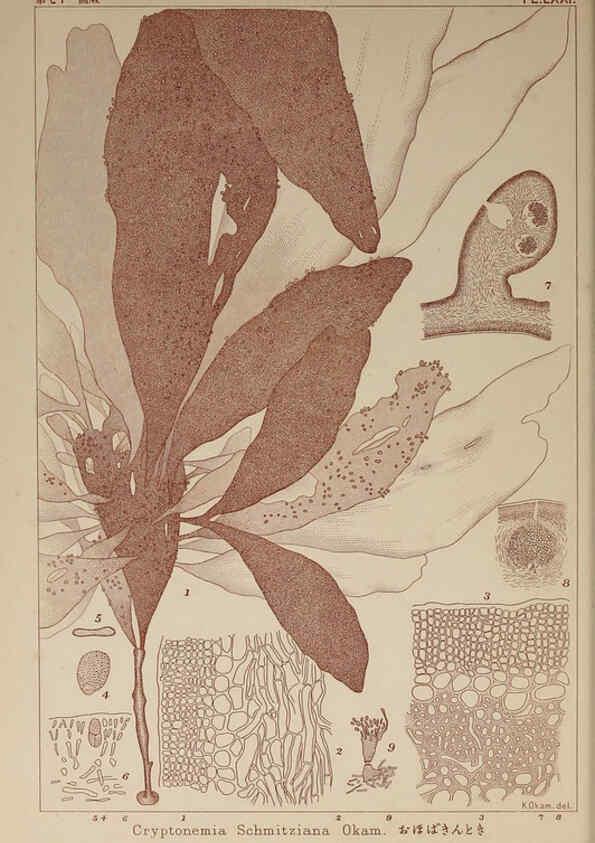 Reproducción/Reproduction 6049917059: Icones of Japanese algae. v.2 Tokyo,Kazamashobo[1907-1942] 
