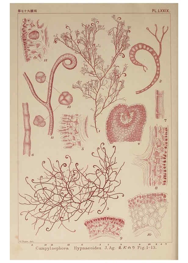 Reproducción/Reproduction 6050472100: Icones of Japanese algae. v.2 Tokyo,Kazamashobo[1907-1942] 