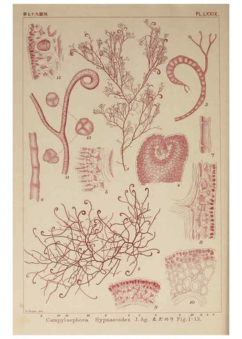 Reproducción/Reproduction 6050472100: Icones of Japanese algae. v.2 Tokyo,Kazamashobo[1907-1942] 