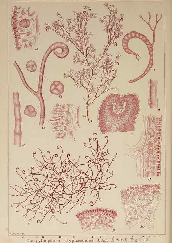 Reproducción/Reproduction 6050472100: Icones of Japanese algae. v.2 Tokyo,Kazamashobo[1907-1942] 