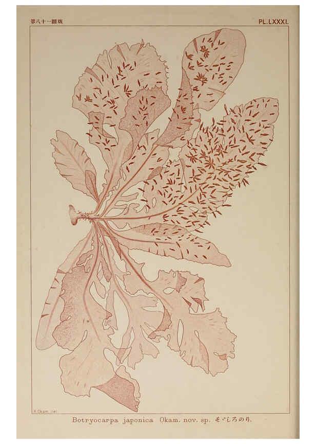Reproducción/Reproduction 6050472988: Icones of Japanese algae. v.2 Tokyo,Kazamashobo[1907-1942] 