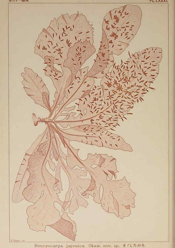 Reproducción/Reproduction 6050472988: Icones of Japanese algae. v.2 Tokyo,Kazamashobo[1907-1942] 