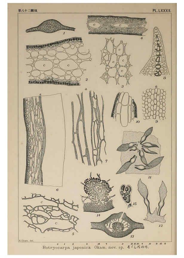Reproducción/Reproduction 6050473310: Icones of Japanese algae. v.2 Tokyo,Kazamashobo[1907-1942] 
