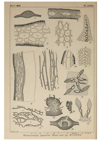 Reproducción/Reproduction 6050473310: Icones of Japanese algae. v.2 Tokyo,Kazamashobo[1907-1942] 
