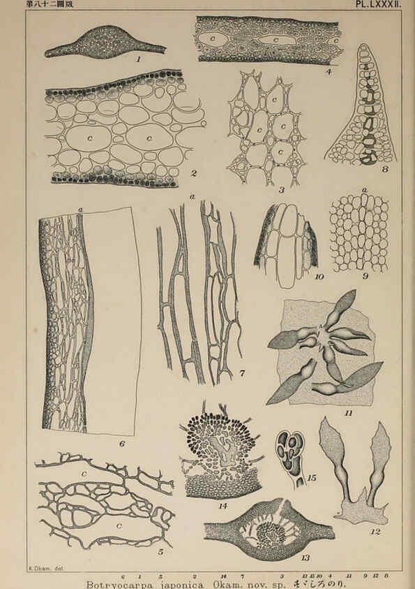 Reproducción/Reproduction 6050473310: Icones of Japanese algae. v.2 Tokyo,Kazamashobo[1907-1942] 