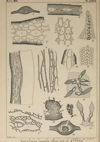 Reproducción/Reproduction 6050473310: Icones of Japanese algae. v.2 Tokyo,Kazamashobo[1907-1942] 