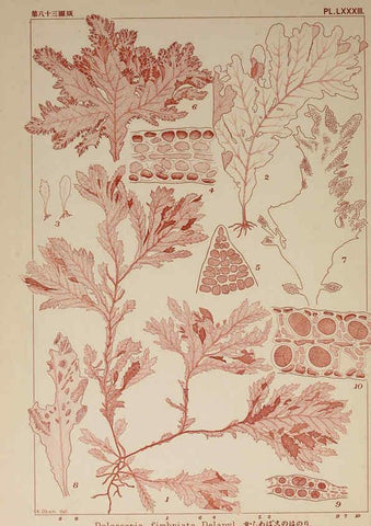 Reproducción/Reproduction 6049921701: Icones of Japanese algae. v.2 Tokyo,Kazamashobo[1907-1942] 