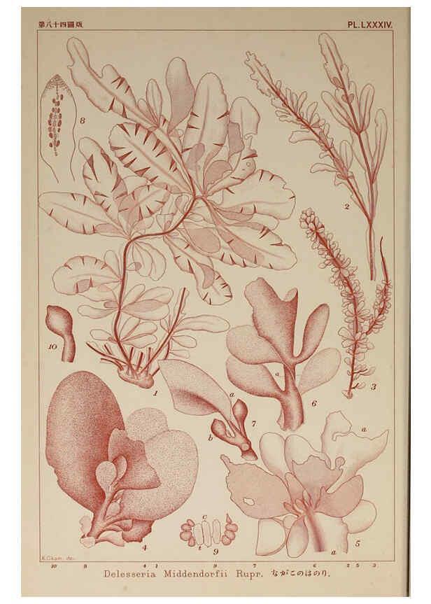 Reproducción/Reproduction 6049922121: Icones of Japanese algae. v.2 Tokyo,Kazamashobo[1907-1942] 