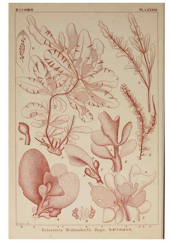 Reproducción/Reproduction 6049922121: Icones of Japanese algae. v.2 Tokyo,Kazamashobo[1907-1942] 