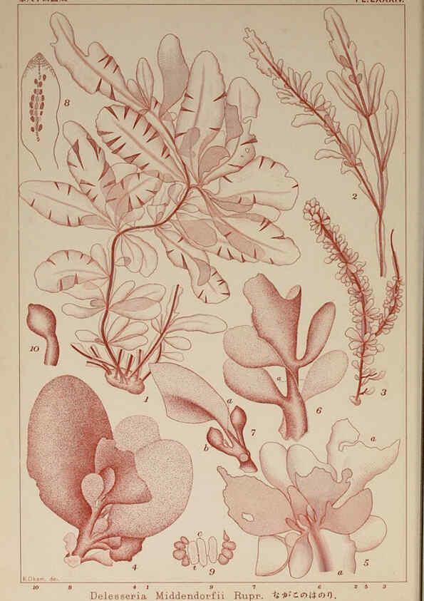 Reproducción/Reproduction 6049922121: Icones of Japanese algae. v.2 Tokyo,Kazamashobo[1907-1942] 