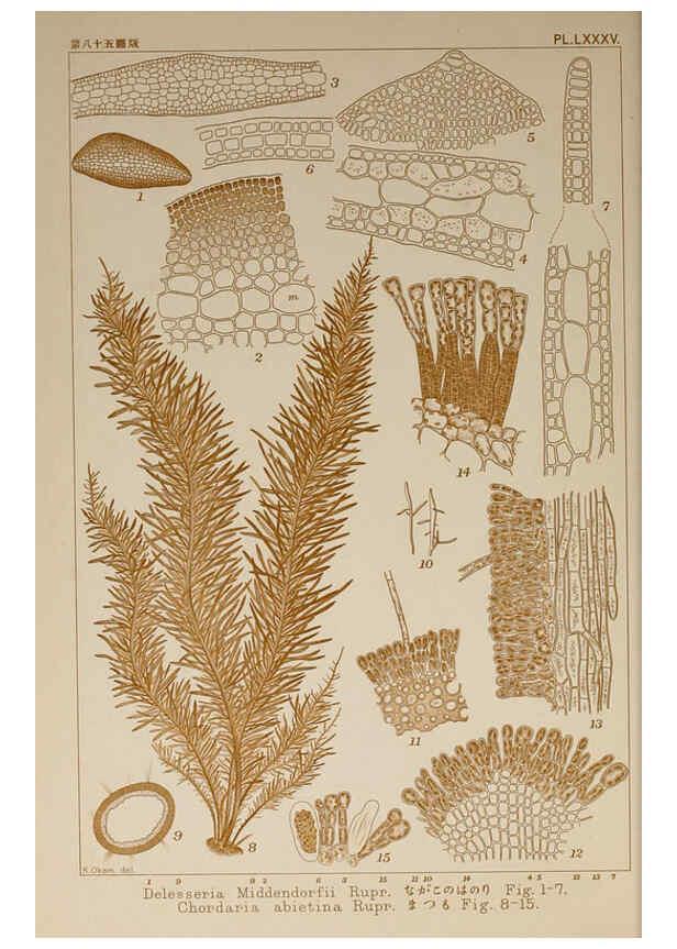 Reproducción/Reproduction 6049922553: Icones of Japanese algae. v.2 Tokyo,Kazamashobo[1907-1942] 