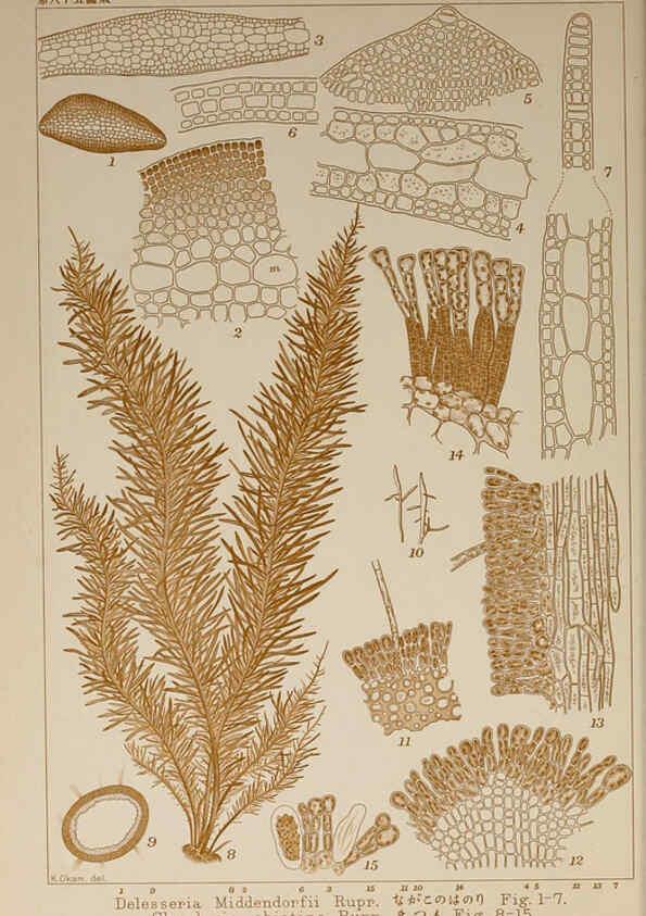 Reproducción/Reproduction 6049922553: Icones of Japanese algae. v.2 Tokyo,Kazamashobo[1907-1942] 