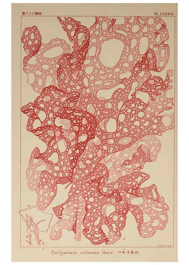 Reproducción/Reproduction 6049923211: Icones of Japanese algae. v.2 Tokyo,Kazamashobo[1907-1942] 