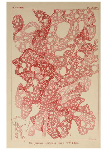 Reproducción/Reproduction 6049923211: Icones of Japanese algae. v.2 Tokyo,Kazamashobo[1907-1942] 
