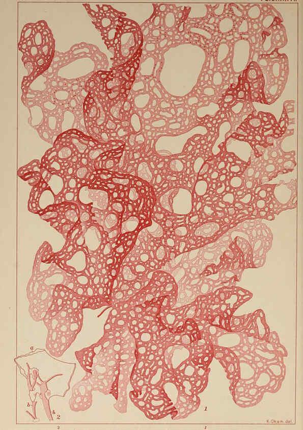 Reproducción/Reproduction 6049923211: Icones of Japanese algae. v.2 Tokyo,Kazamashobo[1907-1942] 