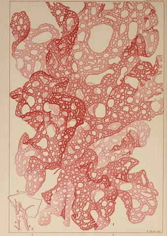 Reproducción/Reproduction 6049923211: Icones of Japanese algae. v.2 Tokyo,Kazamashobo[1907-1942] 