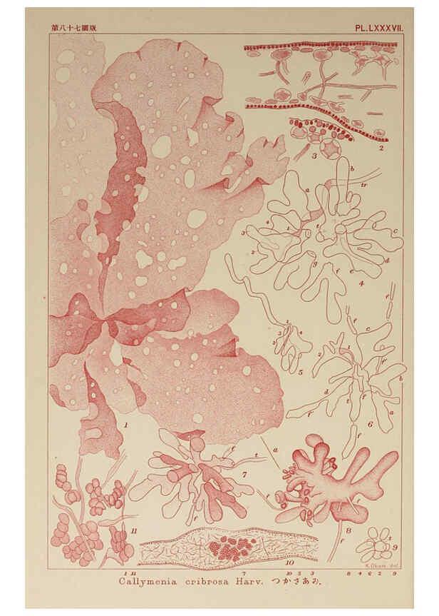 Reproducción/Reproduction 6049923611: Icones of Japanese algae. v.2 Tokyo,Kazamashobo[1907-1942] 