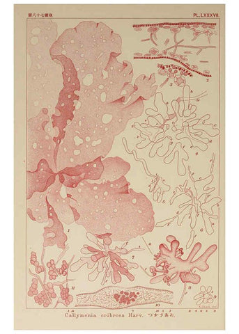 Reproducción/Reproduction 6049923611: Icones of Japanese algae. v.2 Tokyo,Kazamashobo[1907-1942] 