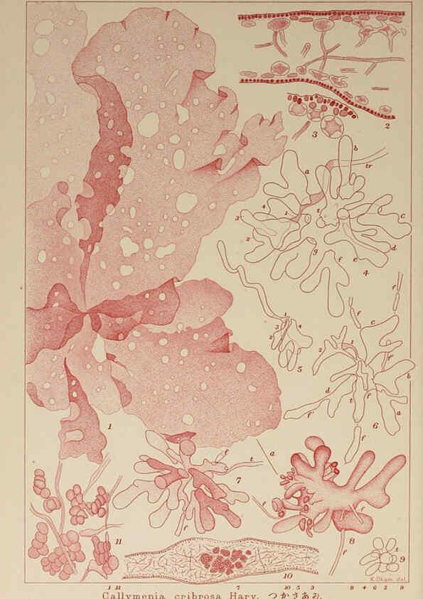 Reproducción/Reproduction 6049923611: Icones of Japanese algae. v.2 Tokyo,Kazamashobo[1907-1942] 
