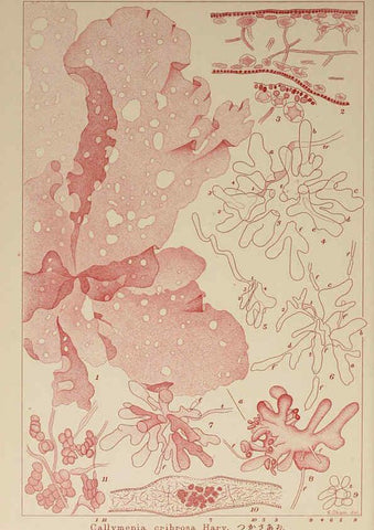 Reproducción/Reproduction 6049923611: Icones of Japanese algae. v.2 Tokyo,Kazamashobo[1907-1942] 