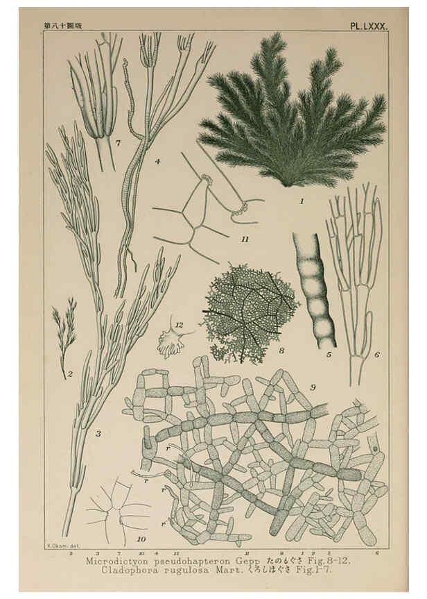 Reproducción/Reproduction 6049920351: Icones of Japanese algae. v.2 Tokyo,Kazamashobo[1907-1942] 