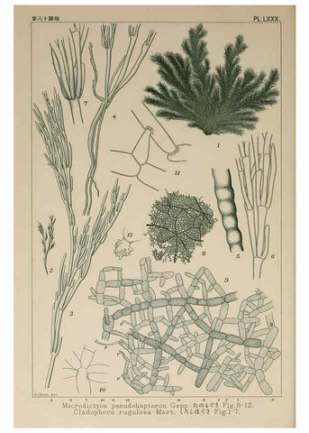 Reproducción/Reproduction 6049920351: Icones of Japanese algae. v.2 Tokyo,Kazamashobo[1907-1942] 