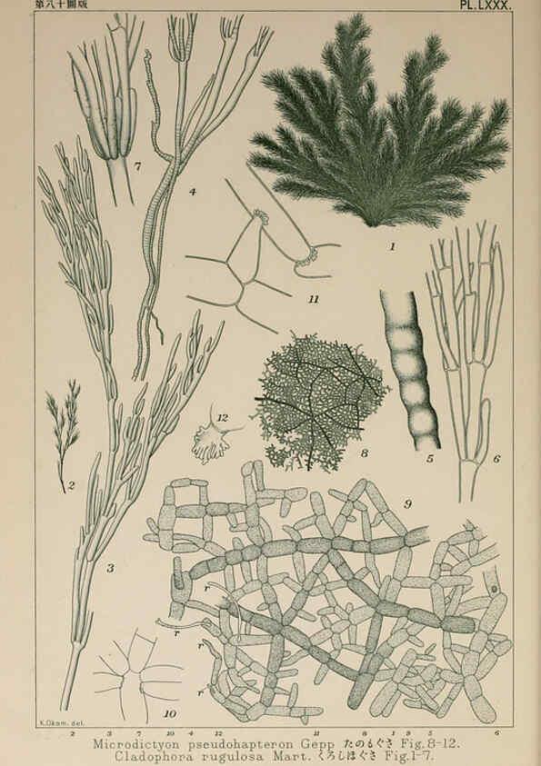 Reproducción/Reproduction 6049920351: Icones of Japanese algae. v.2 Tokyo,Kazamashobo[1907-1942] 